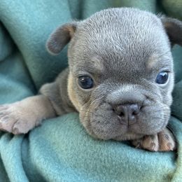 Hunter - Tricolors male French Bulldog puppy in Clermont, Florida from Nala’s Nest