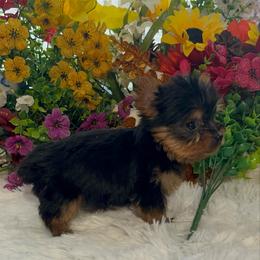 AKC Cassie - Black and tan female Yorkshire Terrier puppy in Elgin, South Carolina from Silver Bells Paw Prints