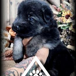 Chief - Black and tan male German Shepherd puppy in Sequim, Washington from German Shepherd Haus