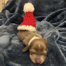 Baby Bluey - Dapple female Dachshund puppy in Norman, Oklahoma from Mother of Dachshunds