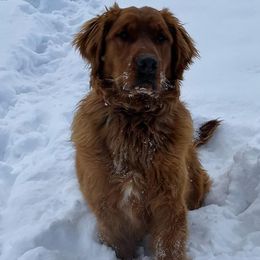 Maverick - Golden Retriever
