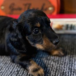 Sunny - Black and tan female Dachshund puppy in Keota, Oklahoma from Skyview Doxie Ranch