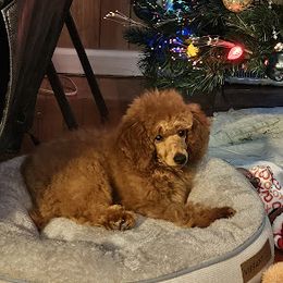 Coton de Tulear and Poodle Puppies from Legacy Pets