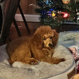 Coton de Tulear and Poodle Puppies from Legacy Pets