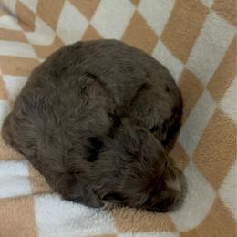 Bonanza - Blue merle male Bernedoodle puppy in Holden, Missouri from Mid-West Bernedoodles