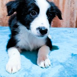 Dawson - Black male Border Collie puppy in Raccoon, Kentucky from Skyline Border Collies