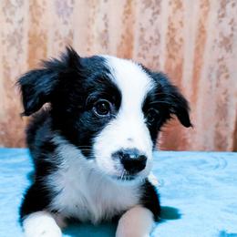Dawson - Black male Border Collie puppy in Raccoon, Kentucky from Skyline Border Collies