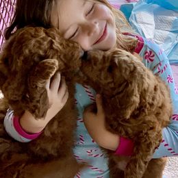 Goldendoodle Puppies from Cooley Doodles