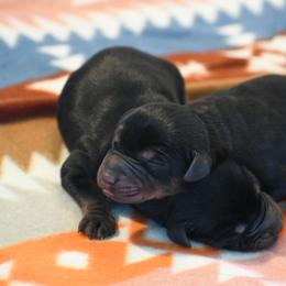 Boy 3 - Black and rust male Doberman Pinscher puppy in Overton, Texas from Obsidian Kennel
