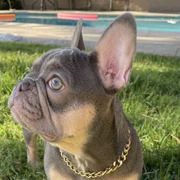 Zaza - French Bulldog