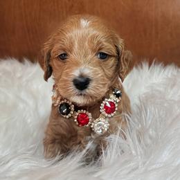 Gucci - Red  female Goldendoodle puppy in Pine Grove, California from Lundee Doodles