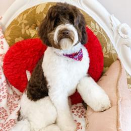 Curacao - Australian Labradoodle