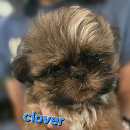 Clover - Tricolor male Shih Tzu puppy in Green Valley Lake, California from All American Shih Tzu Puppies