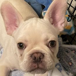 French Bulldogs from Stevuni Harrison