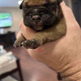 Bullmastiff Puppies from Curnwood’s Bullmastiff’s