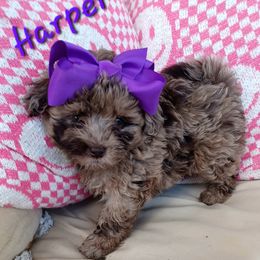 Shihpoo puppies from Route 66 Poodles & Doodles, Sapphire Shih-tzu's of Ohio