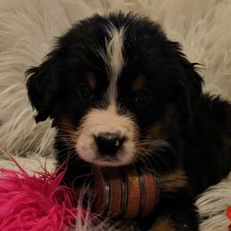 Pink Girl - Black rust and white Bernese Mountain Dog puppy in Lecanto, Florida from DBDR Berners and Saints