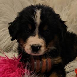 Pink Girl - Black rust and white Bernese Mountain Dog puppy in Lecanto, Florida from DBDR Berners and Saints