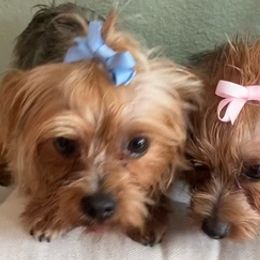 Yorkshire Terriers from Luzy Yorkies