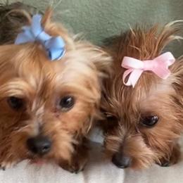 Yorkshire Terriers from Luzy Yorkies