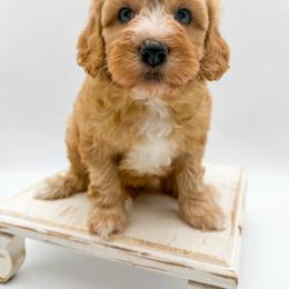 Stormy - Apricot female Goldendoodle puppy in Sunman, Indiana from Brunsman Country Doodles LLC