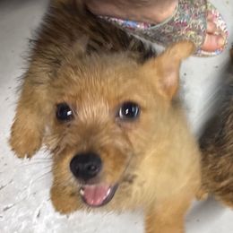 Mutter - Red male Norwich Terrier puppy in Blountville, Tennessee from Parker Place  Puppies (Mini schnauzers and Norwich Terriers)