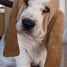 Basset Hounds from Castlewood Basset Hounds