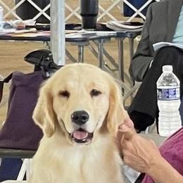 Golden Retrievers from Carova Golden Retrievers