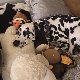 Dalmatians from Gaelic’s