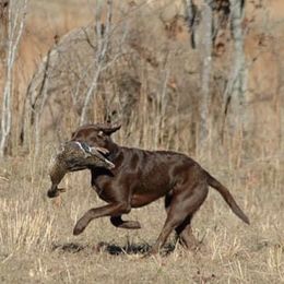 Labrador Retrievers from Top Game Retrievers