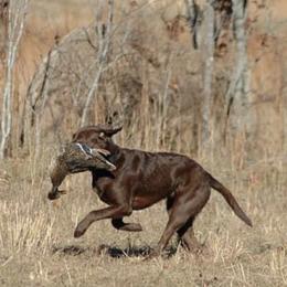 Labrador Retrievers from Top Game Retrievers