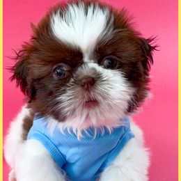 Ash - Liver and white male Shih Tzu puppy in Goodyear, Arizona from Arizona Sunrise Shih Tzus