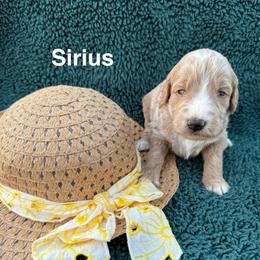 Sirius - Apricot male Goldendoodle puppy in Conroe, Texas from Tails of Cypress