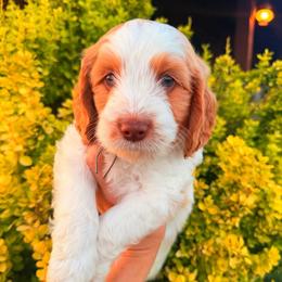 Cash (Johnny) - Caramel cream male Australian Labradoodle puppy in Millville, California from Hope Lane Kennels