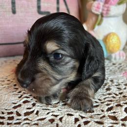 Licorice - Black and cream female Dachshund puppy in Perryville, Maryland from Heavenly Heritage Dachshunds and Doods