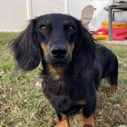 Kobe - Dachshund