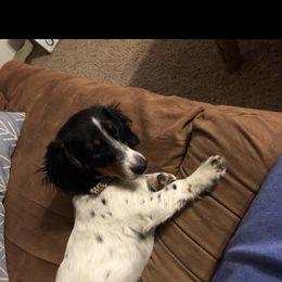 Millie - Dachshund