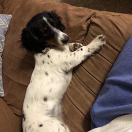 Millie - Dachshund