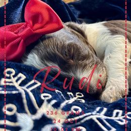 Goldendoodle Puppies from Life is Golden Doodles