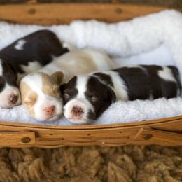 Brittany Puppies from Aviary Kennels