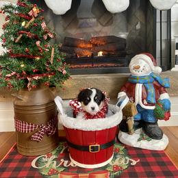 Pembroke Welsh Corgi Puppies from Trowbridge Corgis