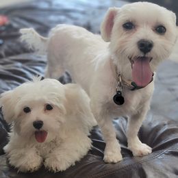 Maltese and Poodles from 209 Puppies California