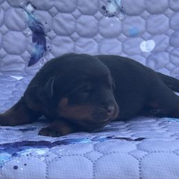 Pink - Black and mahogany female Rottweiler puppy in Crothersville, Indiana from The Solid Rock Kennel