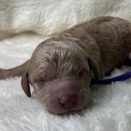 Goldie - Cream female Goldendoodle puppy in Cleveland, Georgia from The O.G. Doodles