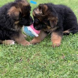German Shepherd Puppies from Tabor Springs GSD