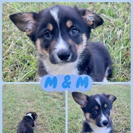 M and M - Black and white male American Corgi puppy in Fort Worth, Texas from King of Hearts Corgis