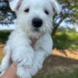 Green boy - White male West Highland White Terrier puppy in Cullman, Alabama from Twin Lake Westies