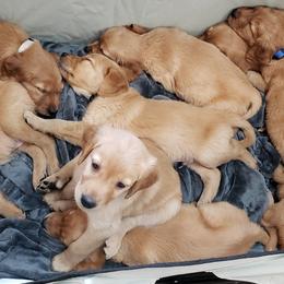 Golden Retrievers from Double D Ranch Golden Retrievers