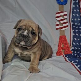"Carnage x Paczki Summer 2023 litter" Bulldog Puppies from Illinois Bullies Kennel