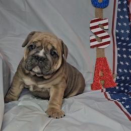 "Carnage x Paczki Summer 2023 litter" Bulldog Puppies from Illinois Bullies Kennel